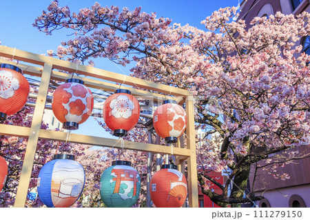 あたみ桜 糸川桜まつり あたみ桜 糸川桜まつり 111279150