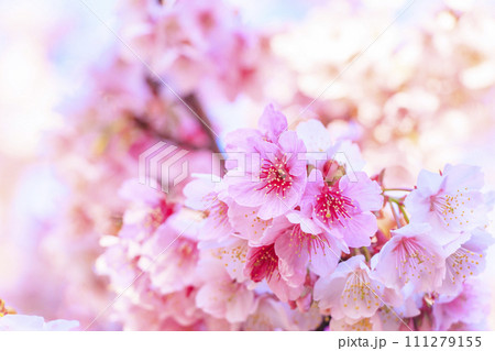 あたみ桜 糸川桜まつり あたみ桜 糸川桜まつり 111279155