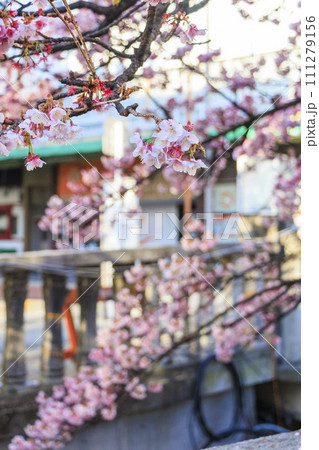 あたみ桜　糸川桜まつり 111279156