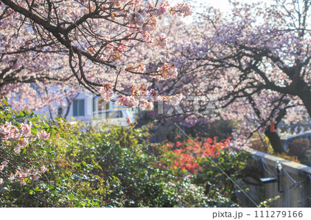 あたみ桜　糸川桜まつり 111279166