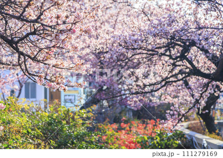 あたみ桜　糸川桜まつり 111279169