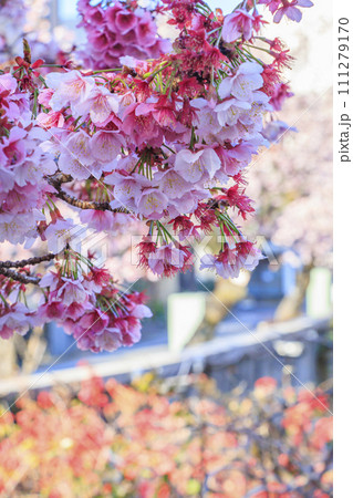 あたみ桜 糸川桜まつり あたみ桜 糸川桜まつり 111279170