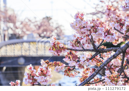 あたみ桜　糸川桜まつり 111279172