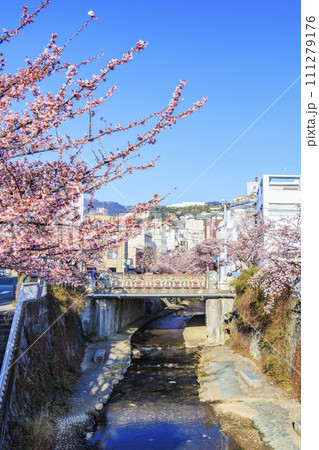 あたみ桜 糸川桜まつり あたみ桜 糸川桜まつり 111279176
