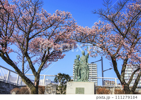 あたみ桜 糸川桜まつり あたみ桜 糸川桜まつり 111279184
