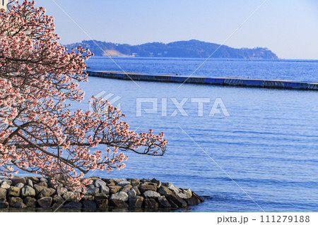 あたみ桜　糸川桜まつり 111279188