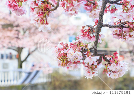 あたみ桜　糸川桜まつり 111279191