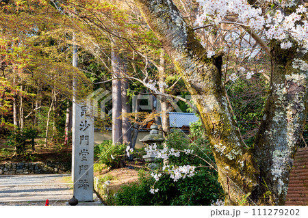 毘沙門堂の桜 毘沙門堂の桜 111279202