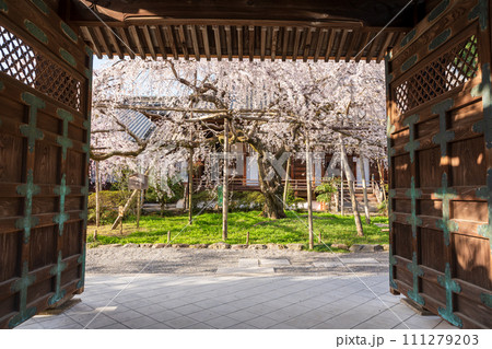 毘沙門堂の桜 毘沙門堂の桜 111279203