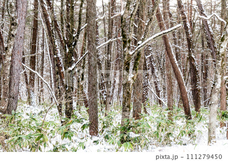 雪の降る小岩井農場の木立と隈笹　吹雪いた後の小岩井農場の木々の枝に降りかかる雪の模様 111279450