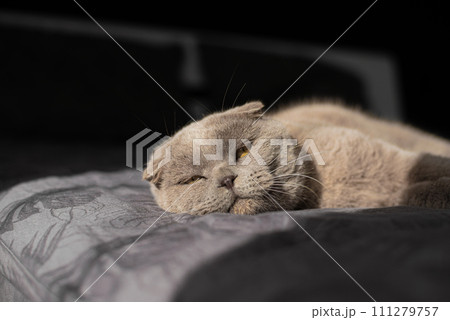 cat lying on sofa and smiling. 111279757