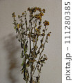 枯れた花 111280385