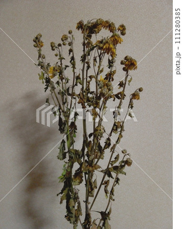 枯れた花の写真素材 [111280385] - PIXTA