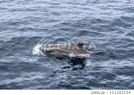 Sleek pilot whale emerges with splash against Norwegian Sea's textured waters near Andenes, Norway Sleek pilot whale emerges with splash against Norwegian Sea's textured waters near Andenes, Norway 111281134