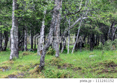 Vibrant mossy clearing with twisting birches showcases high latitude biodiversity in Norway 111281152