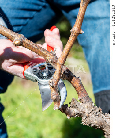 Farmer pruning the vine in winter. Agriculture. Farmer pruning the vine in winter. Agriculture. 111281313