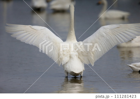 羽ばたく白鳥　イメージ 111281423
