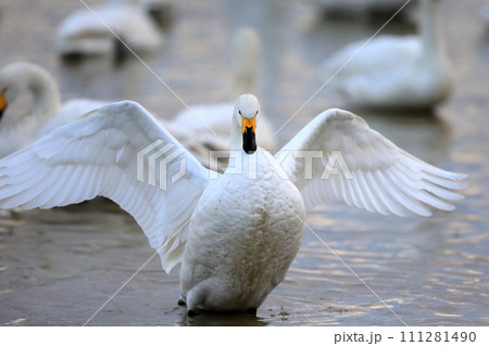 羽ばたく白鳥　イメージ 111281490