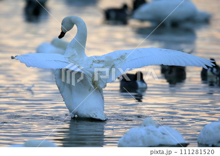 羽ばたく白鳥　イメージ 111281520