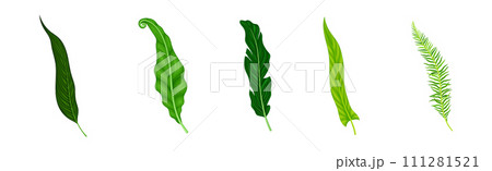 Green Fern or Long Leaf with Stem as Foliage Vector Set 111281521