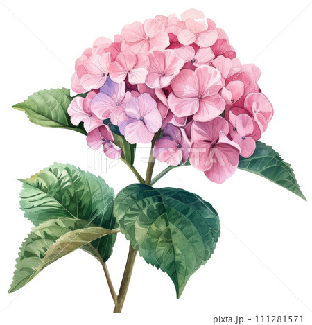 cute watercolor pink hydrangea flower isolated 111281571
