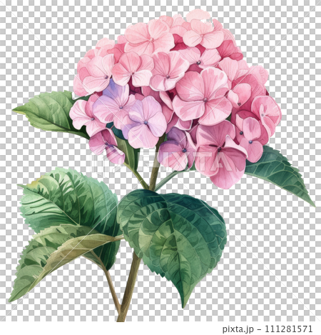 cute watercolor pink hydrangea flower isolated 111281571