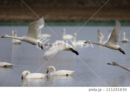 飛び立つ白鳥　 111281630