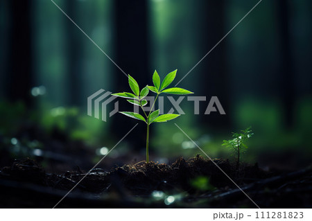 Nature's Resilience A Tender Green Tree Seedling Thriving and Growing Amidst the Woods' Canopy. created with Generative AI 111281823