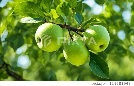 Green apple-laden tree focal point, lush garden Green apple-laden tree focal point, lush garden 111281942