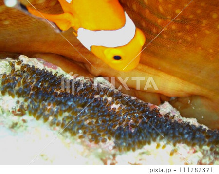 クマノミの卵 111282371
