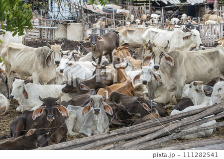 THAILAND LOPBURI AGRICULTURE CATTLE FARM THAILAND LOPBURI AGRICULTURE CATTLE FARM 111282541