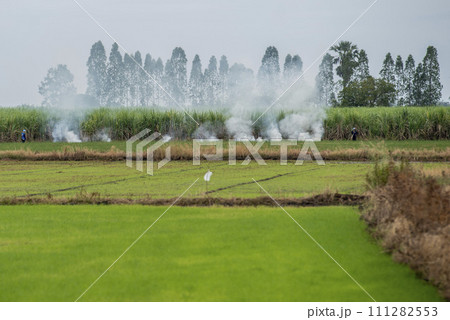 THAILAND LOPBURI AGRICULTURE RICE FIELD THAILAND LOPBURI AGRICULTURE RICE FIELD 111282553