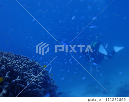 石垣島・川平湾沖海底　珊瑚の魚マンション 111282866