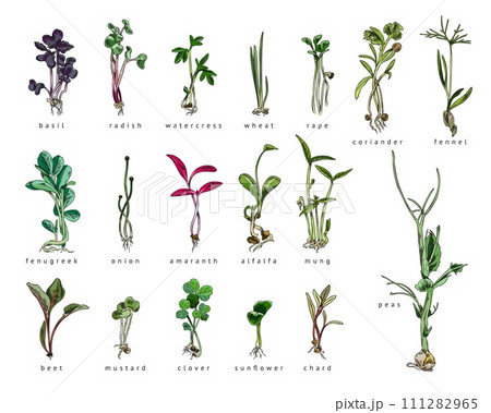 Set of hand drawn colorful micro-green sprouts with names sketch style Set of hand drawn colorful micro-green sprouts with names sketch style 111282965
