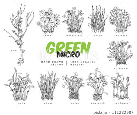 Engraved microgreens botanical vector set with titles, hand drawn natural watercress, clover, peas, amaranth salad herbs Engraved microgreens botanical vector set with titles, hand drawn natural watercress, clover, peas, amaranth salad herbs 111282987