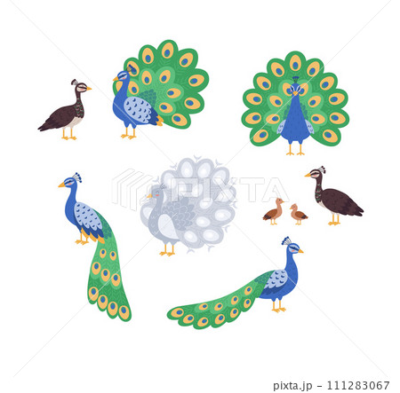 Colorful peacocks, set of cartoon illustration, vector on white 111283067