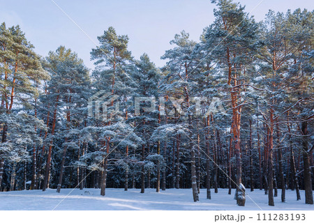 Frosty winter landscape in a snowy forest. sunny day 111283193