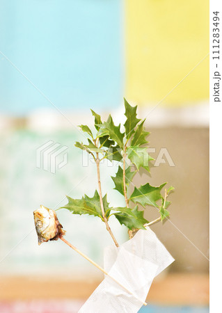 ヒイラギ鰯　節分の魔除け　柊イワシ　日本の風習　節分飾り　イワシの頭と柊　鬼除け　イメージ素材　 111283494