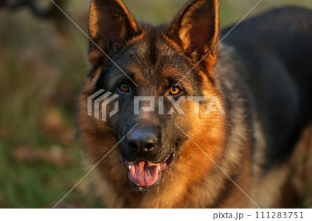 Close up portrait of happy friendly adult black and tan German Shepherd dog with open mouth and tongue looking at camera and posing outdoors in a forest, park. Pet on nature 111283751