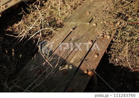 Organic farming, Agriculture, Edible snails on wooden boards. Production of snails. Snail farm. Snails are mollusks with a brown striped shell, at the stage of maturation. 111283760