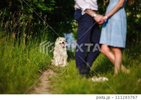happy dog is having a rest with the owner in the nature. have fun with her dog in park happy dog is having a rest with the owner in the nature. have fun with her dog in park 111283767