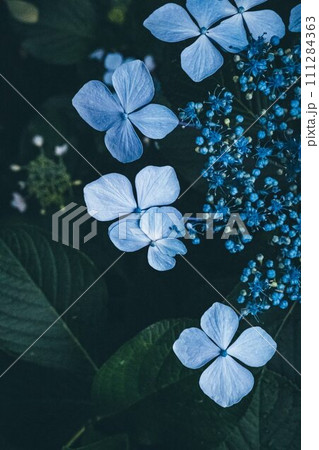 紫陽花 / Blue Flower 111284363