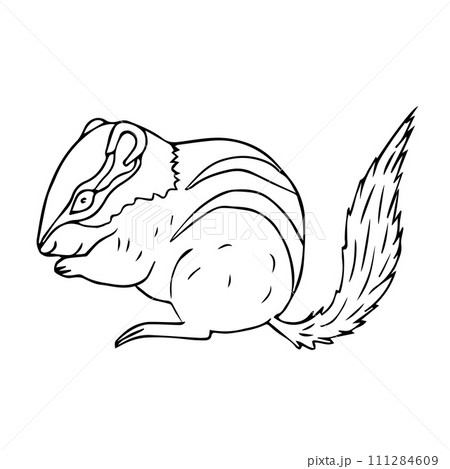Vector hand drawn doodle sketch chipmunk Vector hand drawn doodle sketch chipmunk 111284609