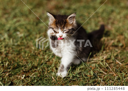 Little ripple Kitten washes his face on the grass in the garden. spring sunny day 111285448