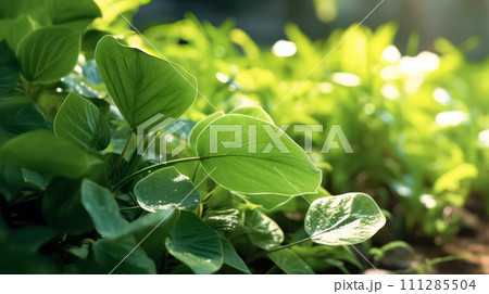 Lush green beech tree leaves thrive in the forest on a sunny day 111285504
