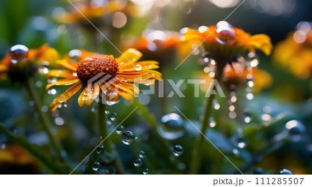 Vibrant pink Echinacea purpurea, or purple coneflower 111285507