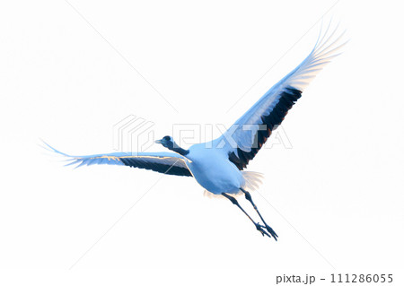 飛んでいる鶴 111286055