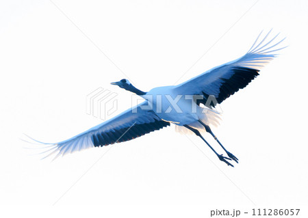 飛んでいる鶴 飛んでいる鶴 111286057