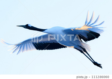 飛んでいる鶴 111286060