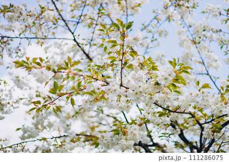 Close-up white cherry blossom sakura in spring time. Nature background. High quality photo. Sakura flower in full bloom in spring. Womans, mother day postcard 111286075
